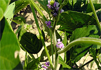 病害虫防除、開花期