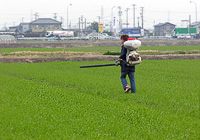 追肥（指導会）、茎立ち期