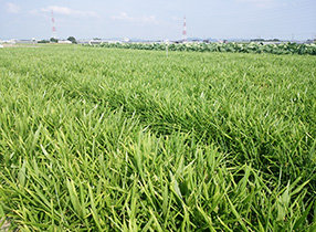 露地収穫前