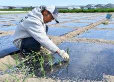 手で１本ずつ苗を植えていく村上さん