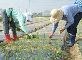 定植作業